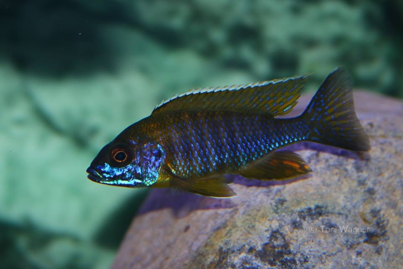 Aulonocara saulosi 'Likoma Island'